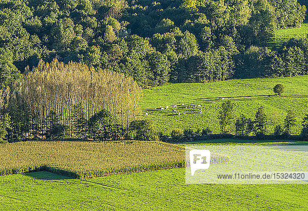 France Pyrenees National Park Val d'Azun cornfield in Aucun