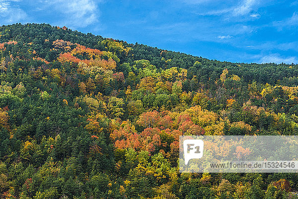 Spanien  Pyrenäen  Autonome Gemeinschaft Aragonien  Tena-Tal  Straße des Col du Pourtalet  herbstlich gefärbter Wald