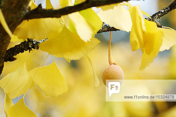 Seine und Marne. Herbst. Selten: weiblicher Ginkgo biloba Baum. Nahaufnahme eines Eies.
