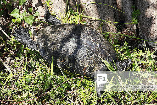 USA. Florida. Everglades-Nationalpark. Anhinga-Pfad. Blick auf eine Blässhuhnschildkröte  die sich in der Sonne wärmt.