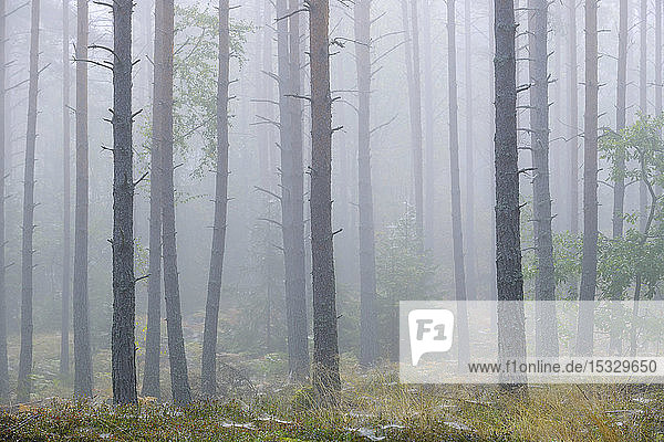 Kiefernwald im Nebel
