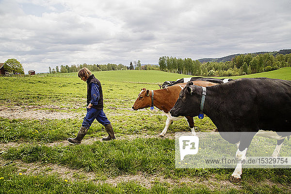 Farmer with cows in field