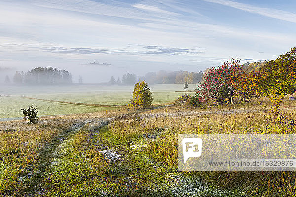 Fog in field during autumn