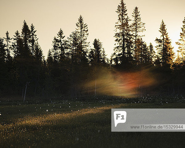 Pine trees at sunset in Koppgangen Nature Reserve Sweden