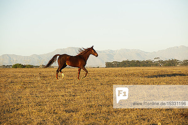 Brown horse in field