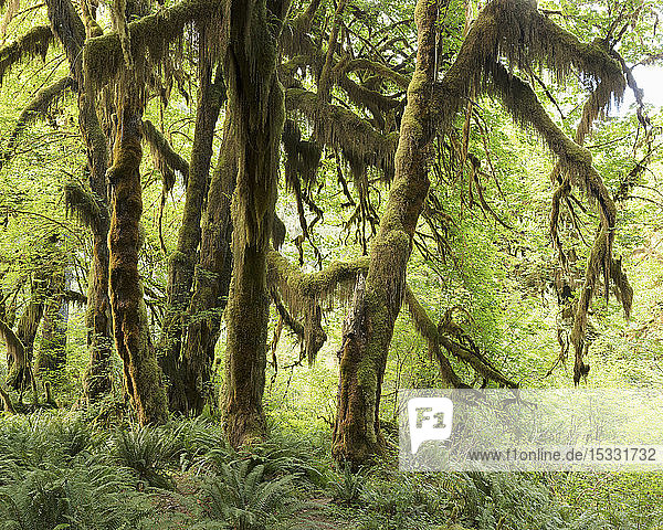 Moss on trees