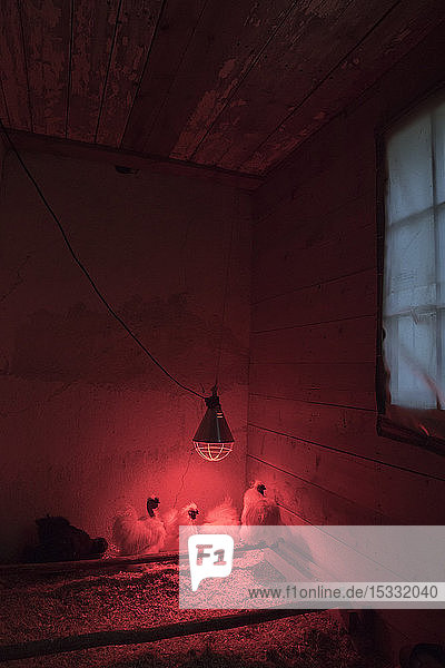 Chickens red lit coop