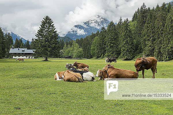 Österreich  Tirol  Lechtal  Naturpark Tiroler Lech  Jagdhaus  Wald und Weideflächen  Rinder