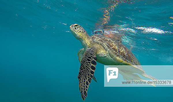Africa  Egypt  Marsa Alam  Abu Dabbad Bay  Green Sea Turtle