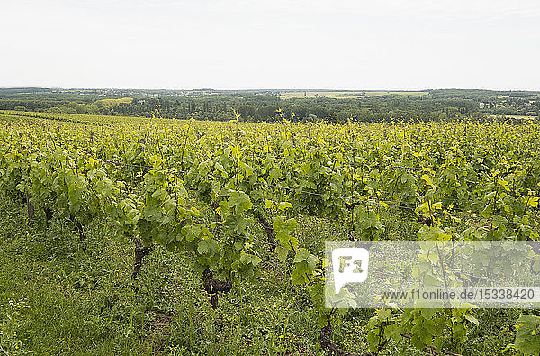 Weinreben in einem Weinberg im Loire-Tal  Frankreich