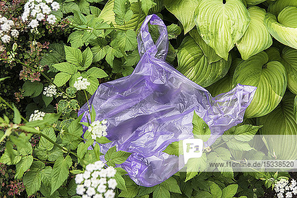 Discarded plastic bag in garden