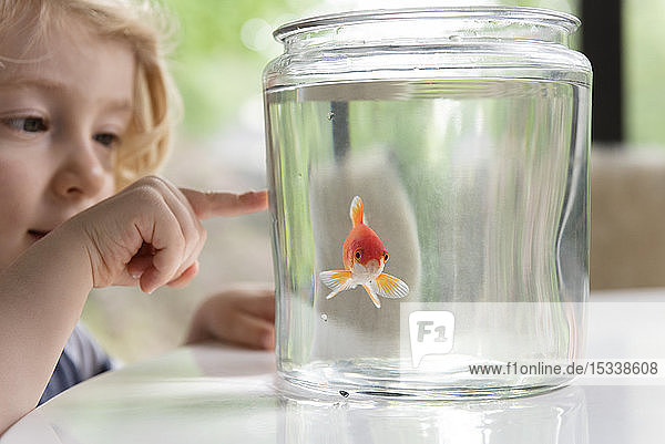 Neugieriger Junge  der auf einen Goldfisch im Glas zeigt