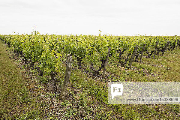Weinreben in einem Weinberg im Loire-Tal  Frankreich