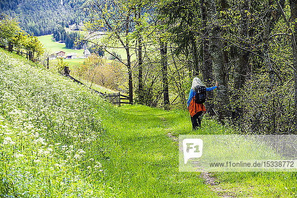 Frau beim Wandern durch Wildblumen in den Dolomiten  Italien