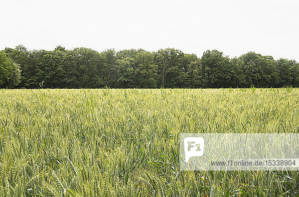 Getreidefeld im Loire-Tal  Frankreich
