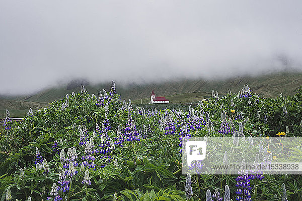 Blumen vor einer Kirche in Vik  Island