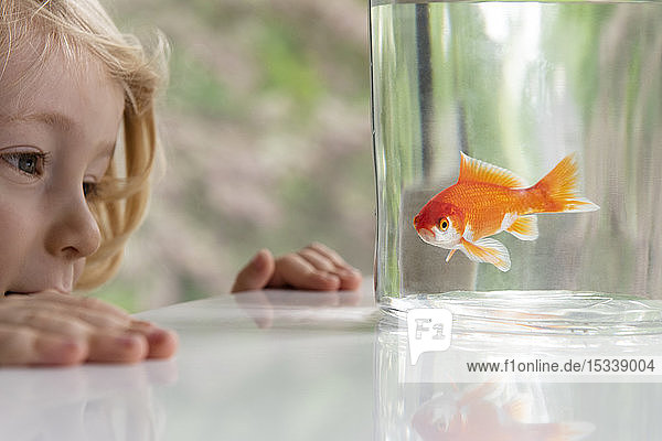 Curious boy looking at goldfish in bowl