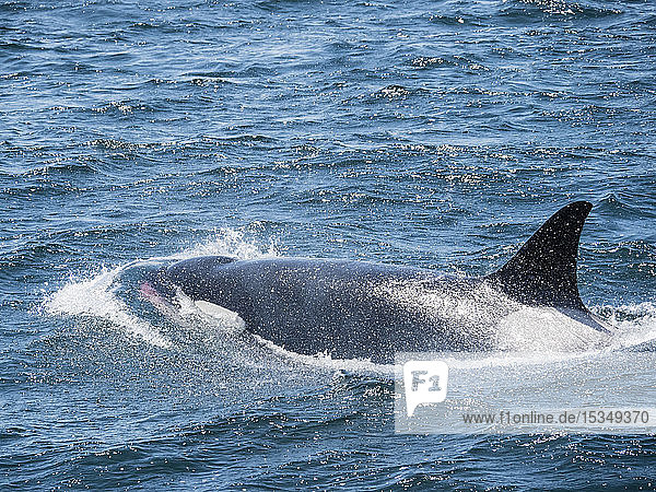 Durchreisender Schwertwal (Orcinus orca)  der mit frischer Beute auftaucht  Monterey Bay National Marine Sanctuary  Kalifornien  Vereinigte Staaten von Amerika  Nordamerika