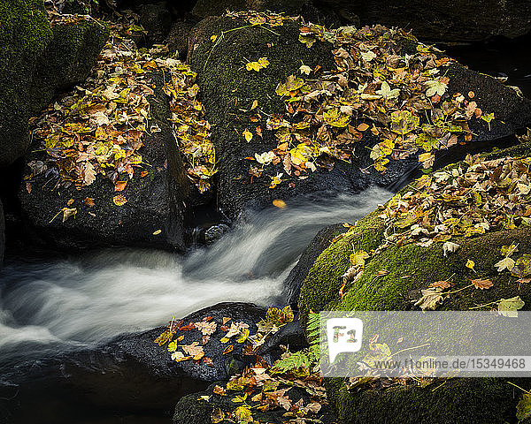 Herbstlaub auf moosbewachsenen Felsen  Padley Gorge  Peak District National Park  Derbyshire  England  Vereinigtes Königreich  Europa