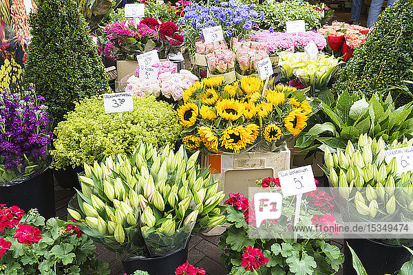 Blumen zum Verkauf auf dem Bloemenmarkt (Blumenmarkt)  Amsterdam  Nordholland  Die Niederlande  Europa
