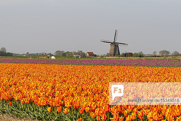 Tulpenfelder und Windmühlen  Lisse  Südholland  Die Niederlande  Europa