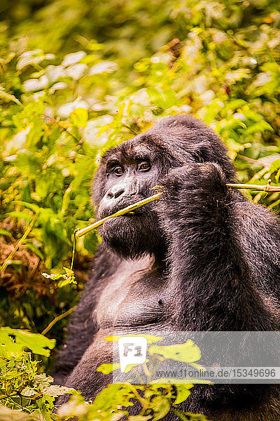 Berggorillas im Bwindi Impenetrable Forest National Park  UNESCO Weltkulturerbe  Uganda  Ostafrika  Afrika