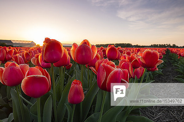 Tulpenfelder in der Umgebung von Lisse  Südholland  Die Niederlande  Europa