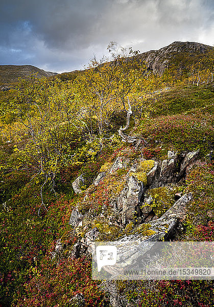 Herbstfärbung im Anderdalen-Nationalpark  Senja  Norwegen  Skandinavien  Europa