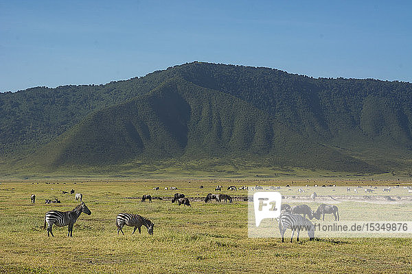 Common zebras (Equus quagga) in the Ngorongoro crater  Ngorongoro Conservation Area  UNESCO World Heritage Site  Tanzania  East Africa  Africa