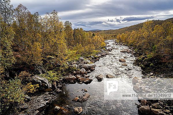 Weißbirke (Betula pendula) in Herbstfärbung und Fluss  Senja  Norwegen  Skandinavien  Europa