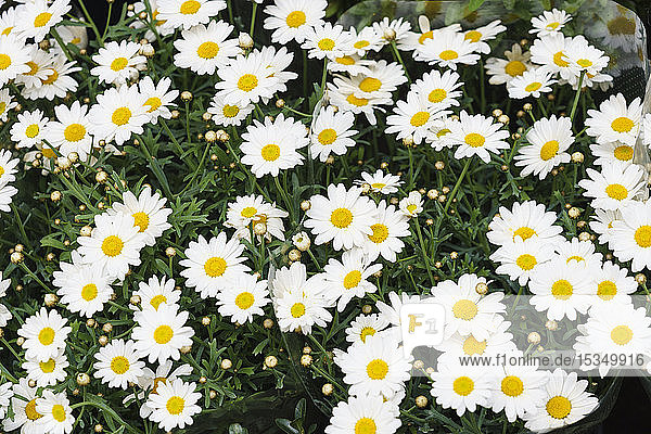 Flowers for sale in the Bloemenmarkt (flower market) Amsterdam North Holland The Netherlands Europe