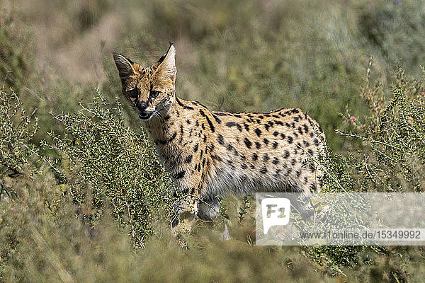 Serval (Leptailurus serval)  Ndutu  Ngorongoro Conservation Area  UNESCO World Heritage Site  Tanzania  East Africa  Africa
