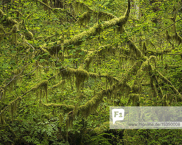 Hoh Rainforest  Olympic National Park  UNESCO-Welterbe  Washington State  Vereinigte Staaten von Amerika  Nordamerika