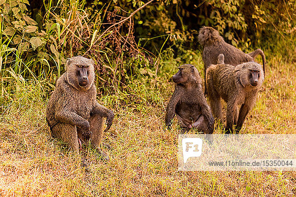 Paviane im Bwindi Impenetrable Forest National Park  Uganda  Ostafrika  Afrika