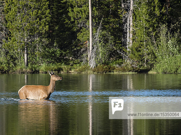 Adult female elk (Cervus canadensis) on String Lake Grand Teton National Park Wyoming United States of America North America