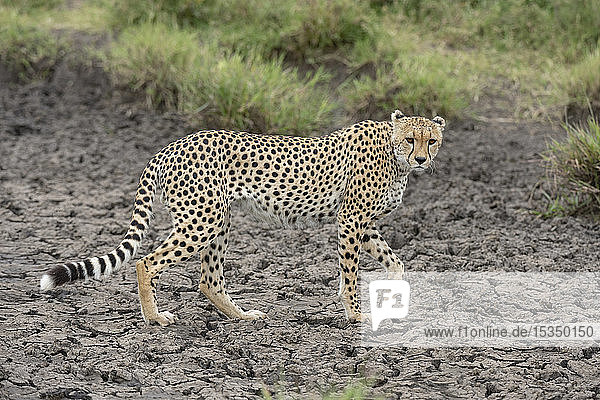 Cheetah (Acynonix jubatus)  Seronera  Serengeti National Park  UNESCO World Heritage Site  Tanzania  East Africa  Africa