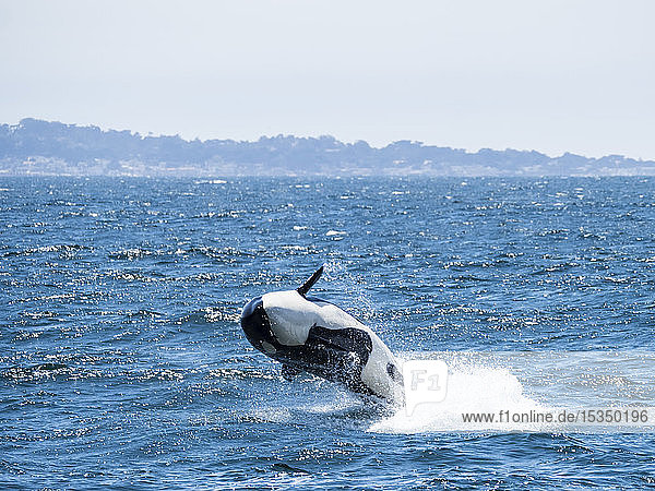 Transient killer whale (Orcinus orca) breaching in the Monterey Bay National Marine Sanctuary  California  United States of America  North America
