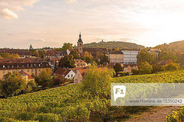 Wine fields by Altenburg old fortress in Bamberg UNESCO World Heritage Site Bavaria Germany Europe