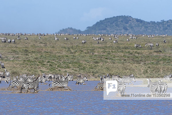 Plains zebras (Equus quagga)  Ndutu  Serengeti  UNESCO World Heritage Site  Tanzania  East Africa  Africa