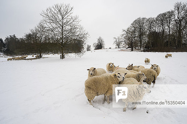 Schafe in schneebedecktem Feld  Kent  England  Vereinigtes Königreich  Europa