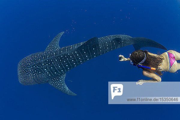 Tourist snorkelling with a whale shark (Rhincodon typus) in Honda Bay  Palawan  The Philippines  Southeast Asia  Asia