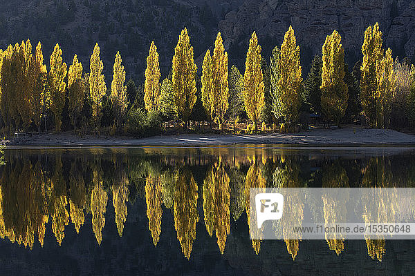Eine Reihe von Pappelbäumen  die sich in herbstlichen Farben spiegeln  San Carlos de Bariloche  Patagonien  Argentinien  Südamerika