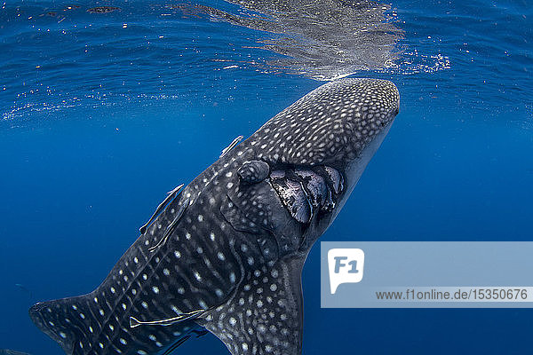Whale shark (Rhincodon typus) with boat propeller injury  Honda Bay  Palawan  The Philippines  Southeast Asia  Asia