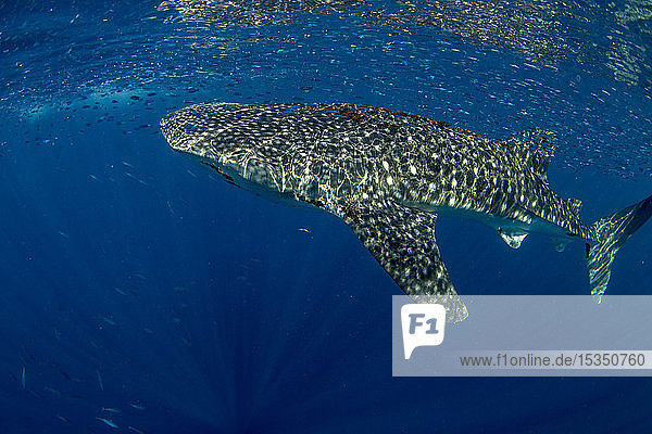 Whale shark (Rhincodon typus) with shoal of fish on the surface)  Honda Bay  Palawan  The Philippines  Southeast Asia  Asia