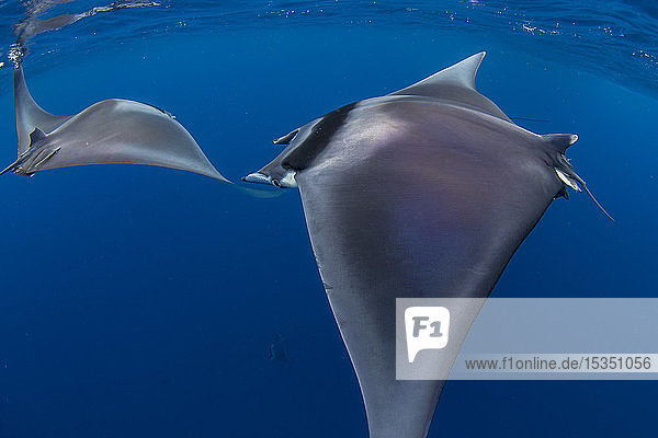 Spinetail devil rays (Mobula mobular) engaged in sexual courtship in Honda Bay  Palawan  The Philippines  Southeast Asia  Asia