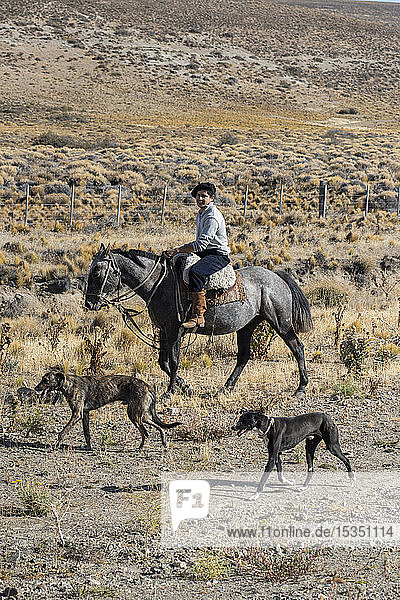 Gaucho riding his horse accompanied by dogs  El Chalten  Patagonia  Argentina  South America