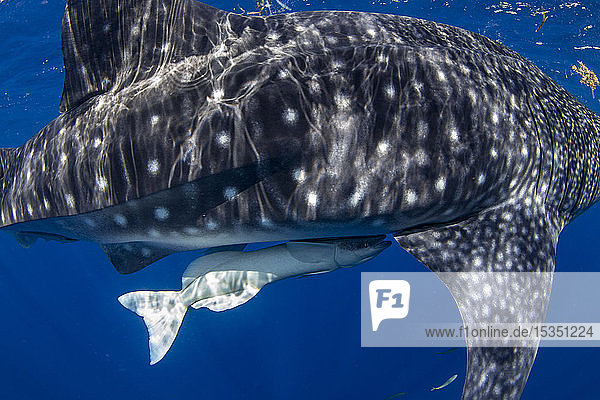 Juvenile whale shark (Rhincodon typus) with a common remora attached in Honda Bay  Palawan  The Philippines  Southeast Asia  Asia
