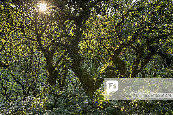 Späte Abendsonne in Wistman's Wood SSSI im Dartmoor National Park  Devon  England  Vereinigtes Königreich  Europa