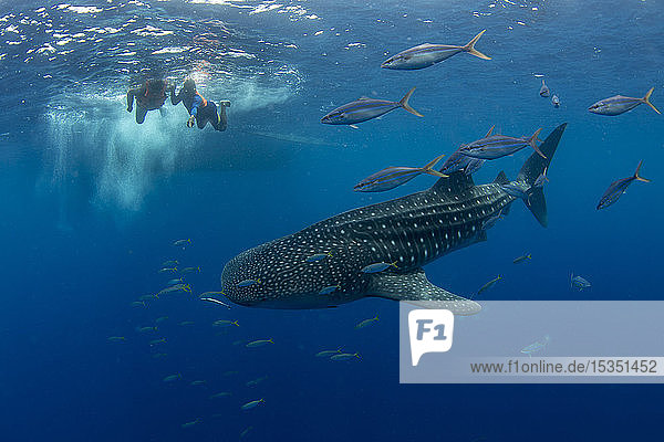 Whale shark (Rhincodon typus) with rainbow runner observed by a tourist and guide in Honda Bay  Palawan  The Philippines  Southeast Asia  Asia