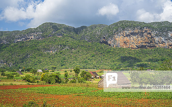 Tabakfeld im Vinales-Nationalpark  UNESCO-Welterbe  Provinz Pinar del Rio  Kuba  Westindien  Karibik  Mittelamerika